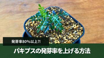 【実生】パキプスの発芽率を上げるためのポイント３選！【オペルクリカリア・パキプス】