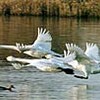 コハクチョウ北帰行始まる　鳥取・米子水鳥公園