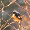 大晦日に、近所の土手で野鳥を撮影！