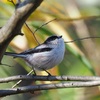 公園の野鳥達（１２月２８日）エナガ