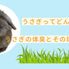 うさぎってどんな匂い？うさぎの体臭とその特徴とは！