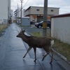 稚内エゾシカ