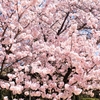広島県世羅郡世羅町にある世羅高原農場の花々 ②