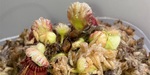 セファロタス成長記録=2026/6月20日 #食虫植物 #セファロタス #icos #著作権無料 #BGM