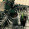 観葉植物の植え替え