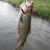 北海道　音更川釣行　20250525AM　/　初心者でも釣れる川　