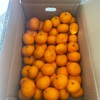 小田原のみかん