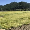 鞘が、