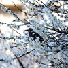 満開の梅花の蜜を吸うヒヨドリ