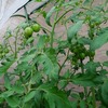 ミニトマト、中玉トマト栽培中