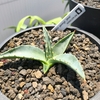 Agave gentry 'Jaws'