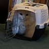 移動獣医さんの往診
