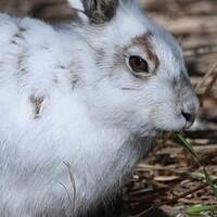 ユキウサギのいる動物園は 飼育展示施設とユキウサギ情報まとめ アリエスコム Ariescom