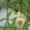 花粉（蜜？）を舐めるハエ