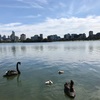 【公園レポ】Albert Park 湖とビルの融合が美しすぎる