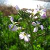 河原の草花