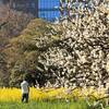 春到来！浜離宮庭園で菜の花と梅の花鑑賞｜2025年2月24日開花状況（東京都中央区）