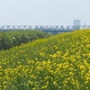 江戸川の菜の花ロード
