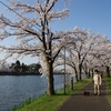 高田公園　　満開の桜　２０２１年４月４日