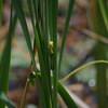 続白山高山植物園「カエル」