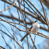 ようやく観察することが出来ました....＂ミコアイサ・オス＂など　　野鳥撮影《第398回》