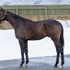 【東サラ】2024年募集馬残口あり馬の再評価⑮キャンディネバダの23