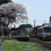 小絹駅の桜