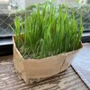 少し頓珍漢