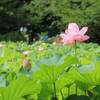上野公園で蓮の花が開花！紫陽花はまだ咲いてる？蓮池の開花状況を紹介｜2025年7月5日撮影の写真（東京都台東区）