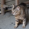 内宮からの帰り道に出会ったおはらい町の猫たち