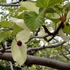 智光山公園　『 ４月  ハンカチノキと八重咲きハナミズキ　 』