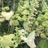 【無肥料自然農法】種とり作業！紫蘇の種を取って命をつなぐ！