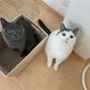 我慢は美徳！？後輩猫マルオは健気に先輩猫アサリの後、、、