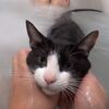 新居のお風呂を堪能する猫（猫風呂動画）