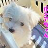 ついに念願の小さなふわふわがやって来た！