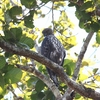 カワリクマタカ Changeable Hawk-eagle