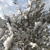 ２月後半の雪の朝っ！