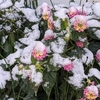 地震と積雪、某オンライン会議など