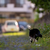 近隣住宅街のねこさん