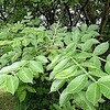 サウナのような平和公園 里山