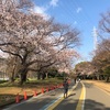 駒沢公園の桜