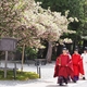 尾山神社「菊ザクラ」