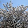 ソメイヨシノ以外の満開の花を紹介