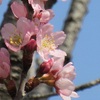 ３月は気温が高い可能性が高く、桜の開花も早くなりそう