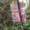 暮れに注文して年初に到着していた河津桜の苗を植樹