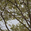 African Emerald Cuckoo ミドリカッコウ