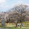 【画像特集】ソメイヨシノ・しだれ桜・タンポポ…4月の花たち