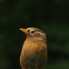 大きい声で鳴きまねしている茶色の鳥はガビチョウ！サンコウチョウの真似など多芸な鳥を紹介