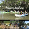 Mangrove kayaking tour