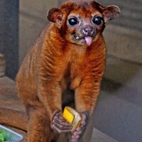 キンカジューのいる動物園は 飼育展示動物園とキンカジュー情報まとめ アリエスコム Ariescom キンカジューのいる動物園は 飼育展示動物園とキンカジュー情報まとめ アリエスコム Ariescom
